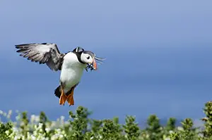 Puffin Fratercula arctica with sand eels Northumberland UK July
