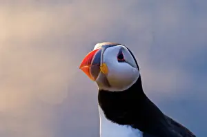 Puffin (Fratercula arctica) Shetland Scotland June