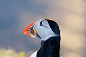 Puffin (Fratercula arctica) Shetland Scotland June
