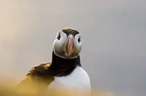 Puffin (Fratercula arctica) Shetland Scotland June