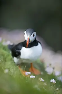 Puffin Fratercula arctica Sumburgh Head Shetland June