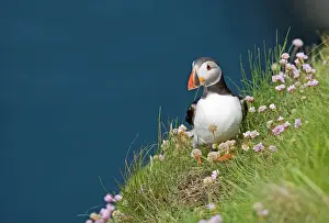 Shetland Prints: Puffin Fratercula arctica Sumburgh Head Shetland June