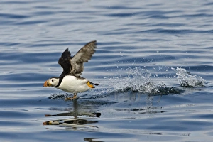 Puffin Fratercula arctica taking off Farne Islands Northumberland July Puffin Fratercula arctica taking off Farne Islands Northumberland July