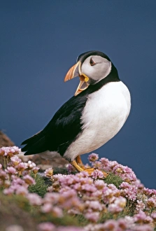 Puffin, Fratercula arctica, amongst thrift (sea pinks), Shetland, Scotland, June Puffin, Fratercula arctica, amongst thrift (sea pinks), Shetland, Scotland, June