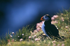 Fratercula Arctica Prints: Puffin, Fratercula artctica, on cliff top, Hermaness, Shetland, June