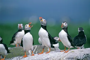 Puffin, Fratercula artctica, displaying, Inner Farne, Farne Islands, Northumberland, June Puffin, Fratercula artctica, displaying, Inner Farne, Farne Islands, Northumberland, June