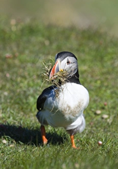 Puffin Fratercula artica collecting nest material Sumburgh Shetland summer
