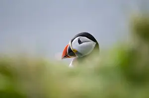 Fratercula Arctica Prints: Puffin Fratercula artica Sumburgh Head RSPB Res Shetland June