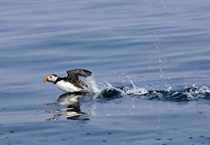 Fratercula Arctica Prints: Puffin Fratercula artica taking off from sea UK summer