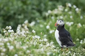 Fratercula Arctica Prints: Puffin Fratercula artica amongst white campion Inner Farne Farne Islands Northumberland