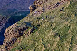 Puffins (Fratercula arctica) on cliff Hermaness NNR Unst Shetland Scotland June
