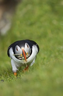 Puffins Fratercula arctica collecting grass for nest lining at Hermaness NNR Unst Puffins Fratercula arctica collecting grass for nest lining at Hermaness NNR Unst