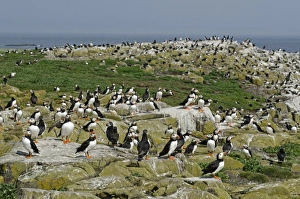Puffins Fratercula arctica on Inner Farne Northumberland July