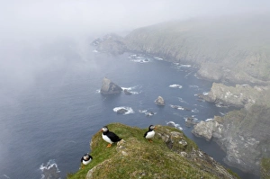 Puffins Fratercula arctica in mist on cliffs at Hermaness NNR Unst Shetland June Puffins Fratercula arctica in mist on cliffs at Hermaness NNR Unst Shetland June