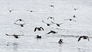 Puffins Fratercula arctica on sea off Farne Islands Northumberland summer Puffins Fratercula arctica on sea off Farne Islands Northumberland summer