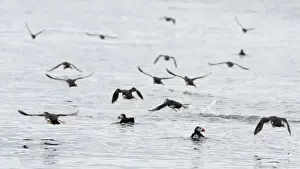 Flock Prints: Puffins Fratercula arctica on sea off Farne Islands Northumberland summer