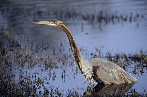 Purple Heron adult Camargue France summer