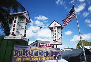 Everglades Prints: Purple Martin House Progne subis Nr Homestead Florida USA