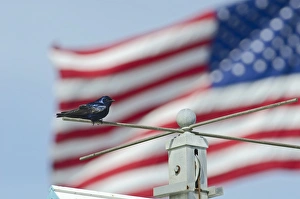 Purple Martin at Purple Martin colony Cape May New Jersey USA Purple Martin at Purple Martin colony Cape May New Jersey USA