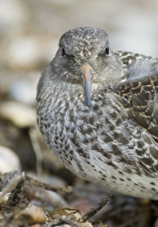 Purple Sandpiper Calidris maritima juvenile September North Norfolk