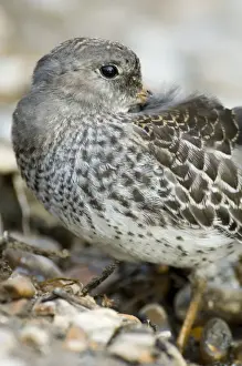 Purple Sandpiper Calidris maritima juvenile September North Norfolk