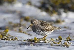 Purple Sandpipers Calidris maritima Northumberland winter