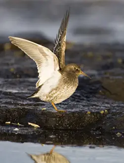 Sandpiper Prints: Purple Sandpiper Calidris maritima wing stretching Northumberland winter UK