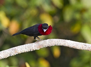 Purple-throated Fruit Crow Querula purpurata displaying Peruvian Amazon Purple-throated Fruit Crow Querula purpurata displaying Peruvian Amazon