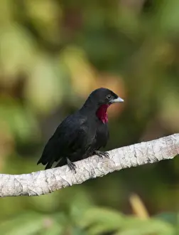 Peru Prints: Purple-throated Fruit Crow Querula purpurata Peruvian Amazon