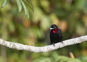Neotropical Prints: Purple-throated Fruitcrow Querula purpurata Amazon Peru