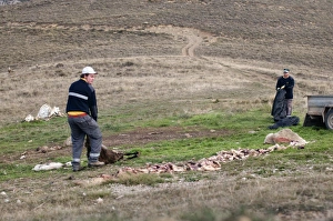 Putting out food at Vulture feeding site near Tremp Spanish Pyrenees Putting out food at Vulture feeding site near Tremp Spanish Pyrenees