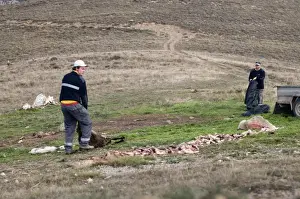 Putting out food at Vulture feeding site near Tremp Spanish Pyrenees