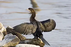 Bulgaria Prints: Pygmy Cormorant Phalacrocorax pygmeus winter Varna Bulgaria