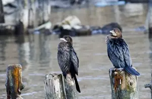 Bulgaria Prints: Pygmy Cormorants Phalacrocorax pygmeus Bulgaria winter