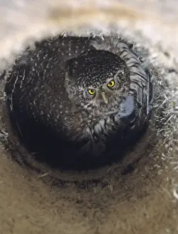Nest Box Prints: Pygmy Owl Glaucidium passerinum in nest box brooding chicks Finland May