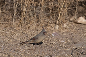 Pyrrhuloxia Cardinalis sinuatus Bosque del Apache New Mexico USA winter Pyrrhuloxia Cardinalis sinuatus Bosque del Apache New Mexico USA winter