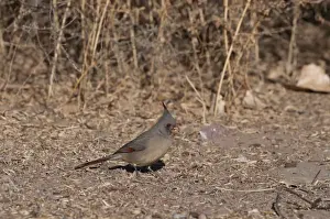 New Mexico Prints: Pyrrhuloxia Cardinalis sinuatus Bosque del Apache New Mexico USA winter