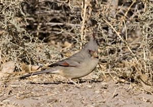 Pyrrhuloxia Cardinalis sinuatus female Bosque del Apache New Mexico USA January Pyrrhuloxia Cardinalis sinuatus female Bosque del Apache New Mexico USA January