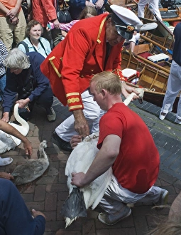 The Queens Swan Marker David Barber (with feather in cap) passes a Mute Swan during The Queens Swan Marker David Barber (with feather in cap) passes a Mute Swan during