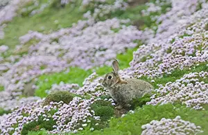 Rabbit Prints: Rabbit Oryctolagus cuniculus Sumburgh Head Shetland June