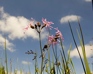 Plant Prints: Ragged Robin in Meadow Marsh Minsmere June