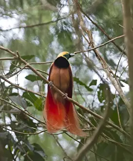 Papua New Guinea Prints: Raggiana Bird of Paradise Paradisaea raggiana male at lek in Varirata NP Papua New