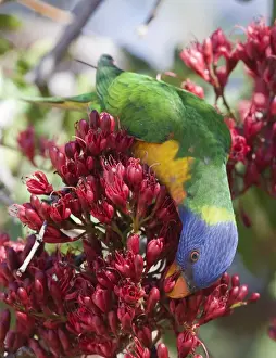 Queensland Prints: Rainbow Lorikeet Trichoglossus haematodus Queensland Australia