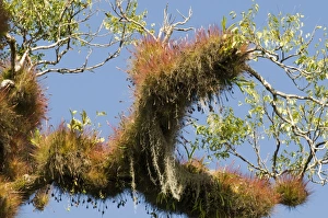 Tree Prints: Rainforest tree covered in epiphytes Tikal Guatemala