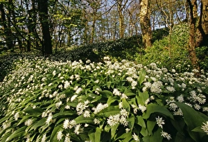 Ramsons (Wild Garlic), Stackpole Woods, Pembrokeshire, Wales, spring Ramsons (Wild Garlic), Stackpole Woods, Pembrokeshire, Wales, spring
