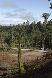 Ranforest clearance / logging near Tari Papua New Guinea