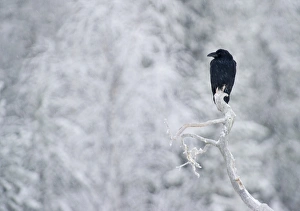 Corvid Prints: Raven Corvus corax Finland winter