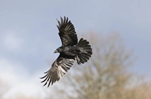Crow Prints: Raven Corvus corax Mid Wales March