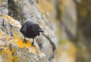 Crow Prints: Raven Corvus corax Shetland June
