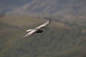 Raven Corvus corax Spain winter
